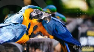 Curiosidades sobre os animais que parecem inacreditáveis