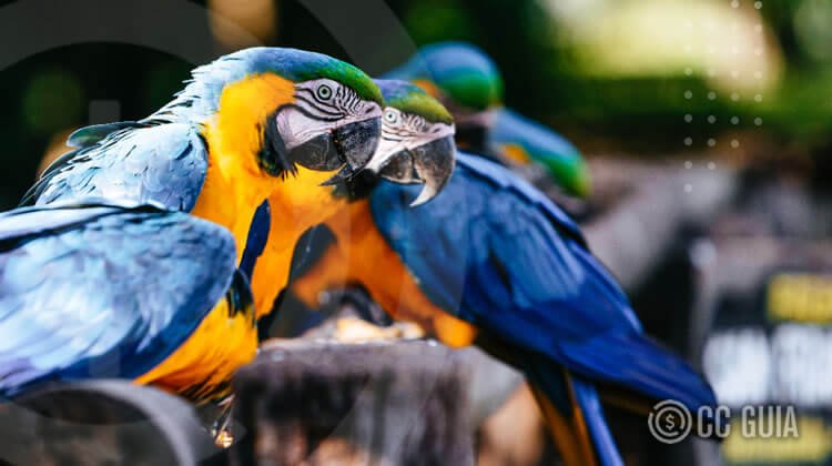 Curiosidades sobre os animais que parecem inacreditáveis